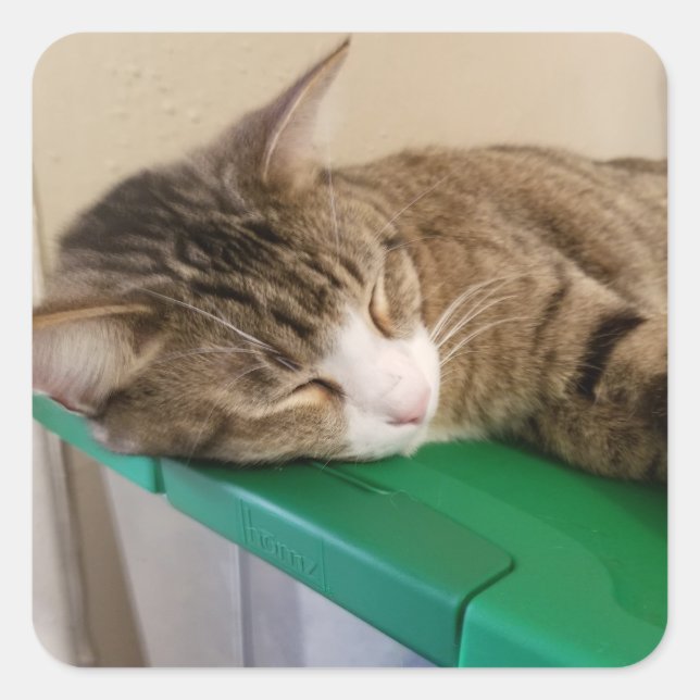 Pilha curta os adesivos de gato (Frente)