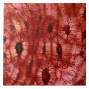 Pilhas de Sclerenchyma de um poço da cereja