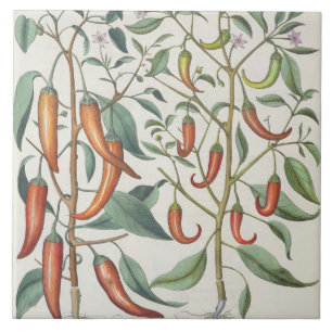 Pimentas: longum do máximo de 1.Piper Indicum;