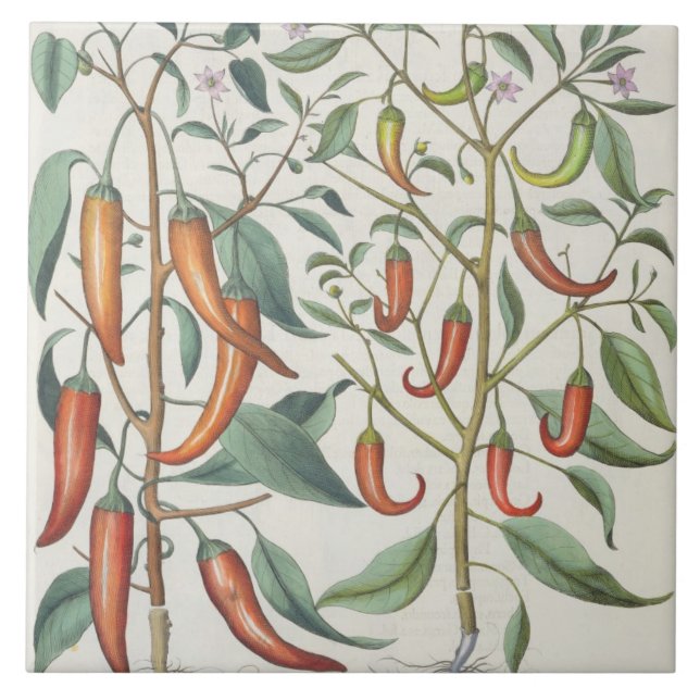 Pimentas: longum do máximo de 1.Piper Indicum; (Frente)