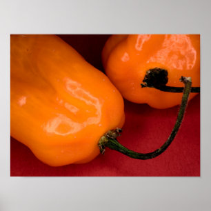 Pimentos de picaria habanero poster