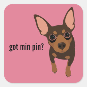 Pin obtido do minuto etiqueta do Pinscher diminuto