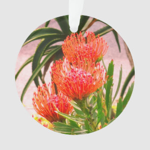 Pincushion Tango #1 Ornamento