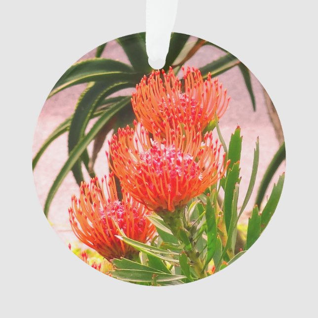 Pincushion Tango #1 Ornamento (Frente)