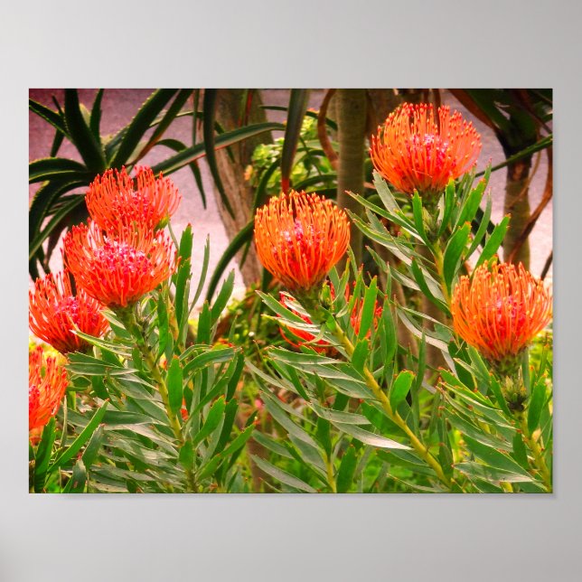 Pincushion Tango #1 Poster (Frente)