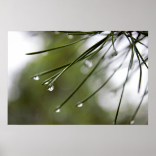 Pine Agulha com Poster de Raindrops