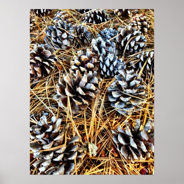 Pine Cones e Pine Agulha Poster (Frente)