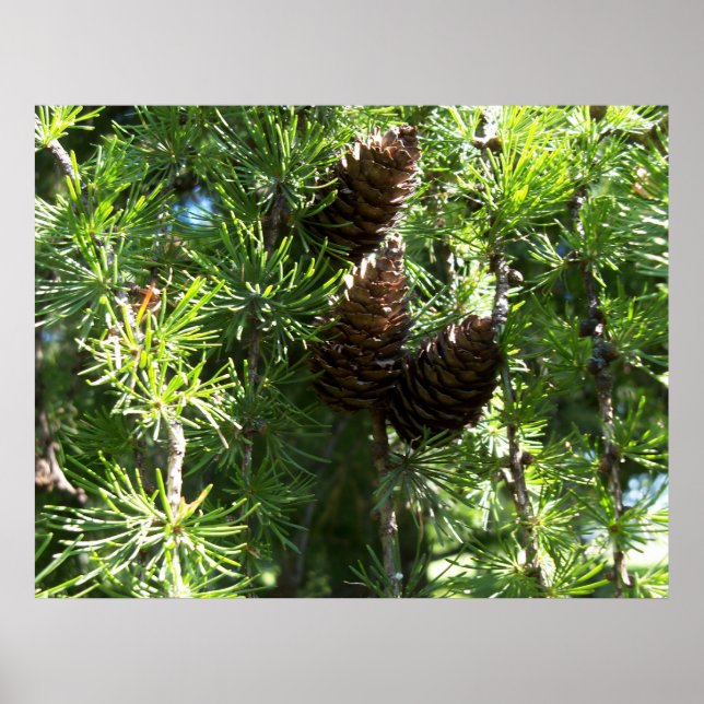 Pine Cones Poster (Frente)