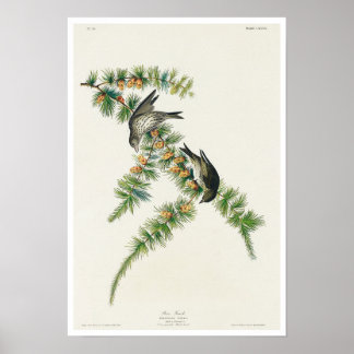 Pine Finch by Audubon Poster