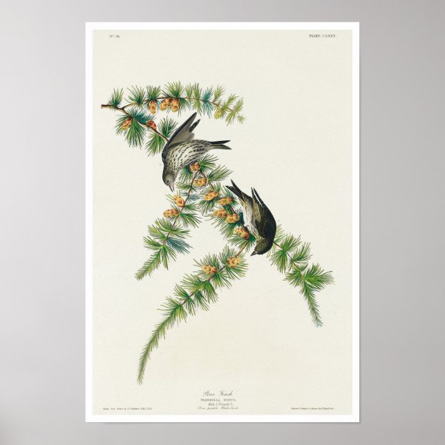 Pine Finch by Audubon Poster (Frente)