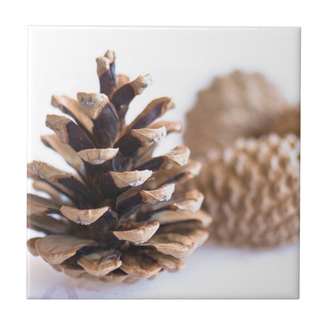 Pinecones (Frente)