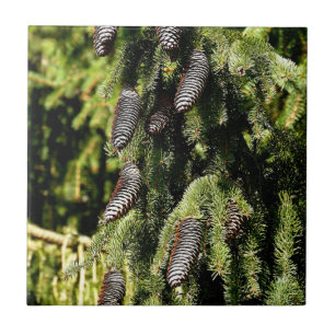 Pinecones