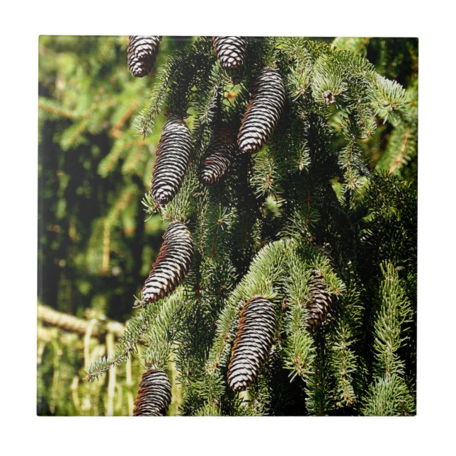 Pinecones (Frente)