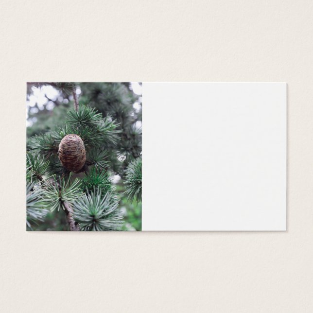 Pinecones (Frente)