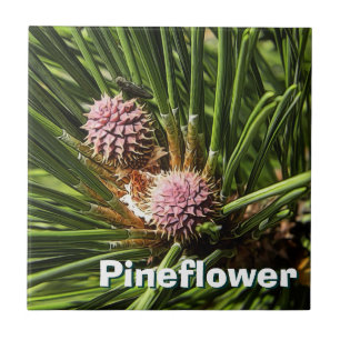 Pineflower