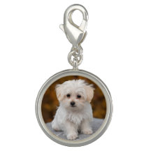 Fluffy White Puppy Dog