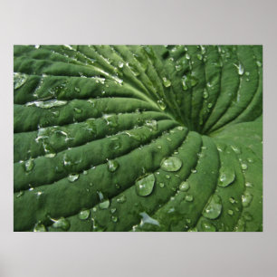 Pingos de chuva no poster da folha do Hosta