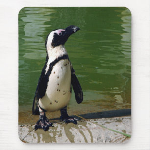 Pinguim africano Mousepad