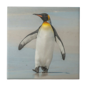Pinguim andando na praia