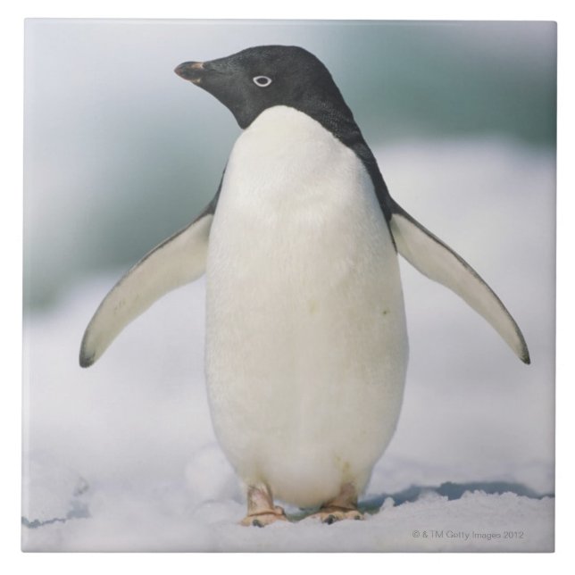 Pinguim de Adelie, fim-acima (Frente)