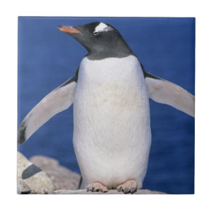 Pinguim-de-gentoo Pygoscelis papua) Porto