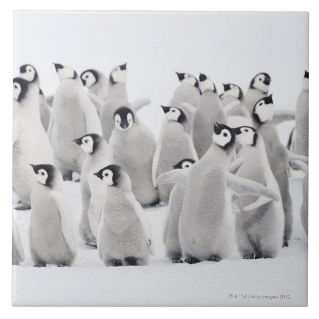 Pinguim de imperador (forsteri) do Aptenodytes, (Frente)