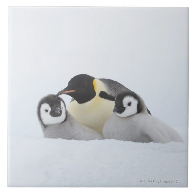 Pinguim de imperador (forsteri do Aptenodytes) 2 (Frente)