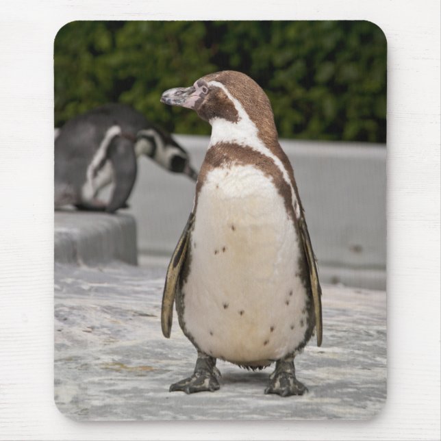 Pinguim-de-magalhães-marrom Mousepad (Frente)