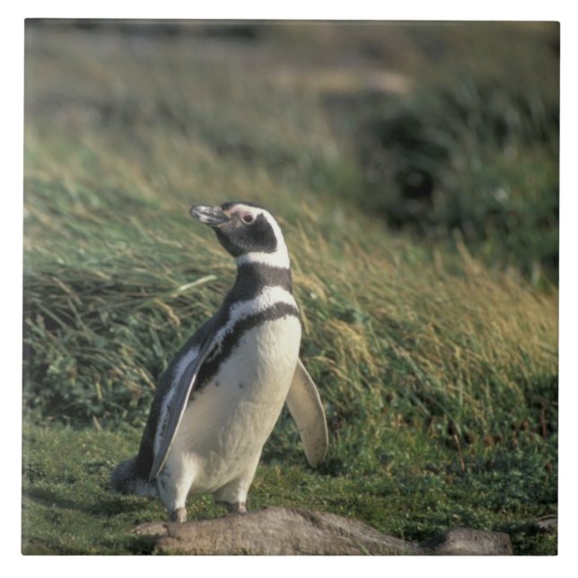 Pinguim-de-magalhães (Spheniscus magellanicus), (Frente)