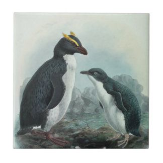 Pinguim-do-Rockhopper