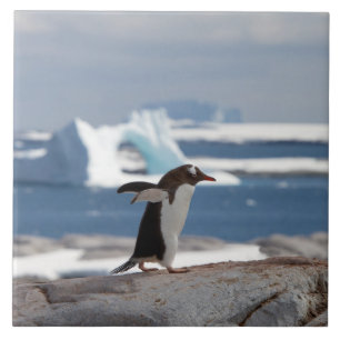 Pinguim em frente a um arco de gelo
