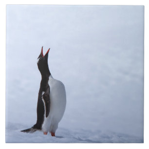 Pinguim gentoo