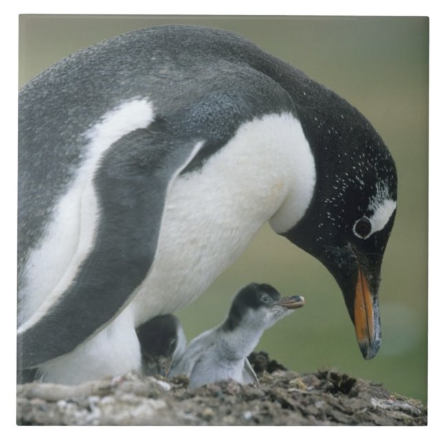 Pinguim Gentoo, (Pygoscelis papua), Ilhas Falkland (Frente)