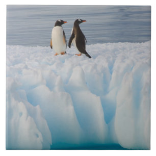 pingüim-gentoo, Pygoscelis Papua, no gelo glacial