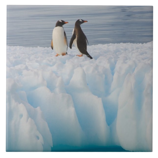 pingüim-gentoo, Pygoscelis Papua, no gelo glacial (Frente)