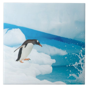 pinguim-gentoo, Pygoscelis Papua, saltando