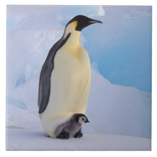 Pinguim-imperador Aptenodytes