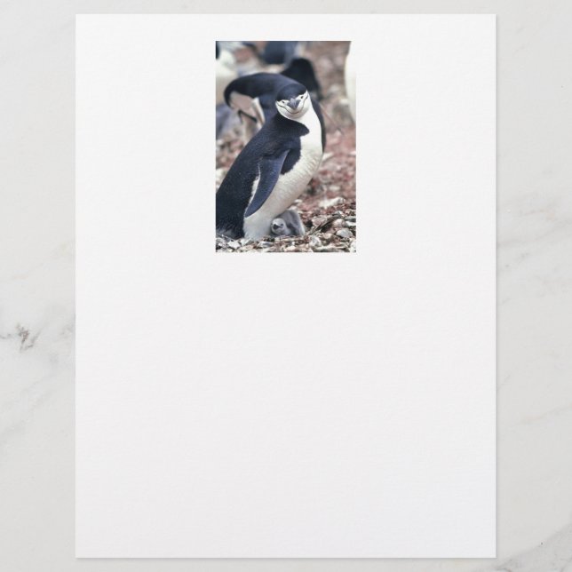 Pinguim-Pássaro Cinto-Negro Água Branca (Frente)