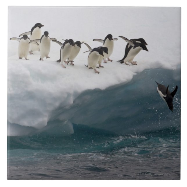 Pinguins de Adelie que mergulham no mar Paulette (Frente)