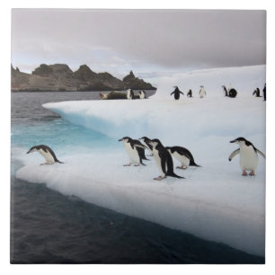 Pinguins-de-barbicha