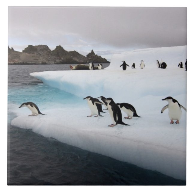 Pinguins-de-barbicha (Frente)
