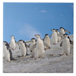 Pinguins-de-barbicha Pygoscelis Antarctica