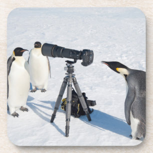 Pinguins de imperador com câmera - porta copos da