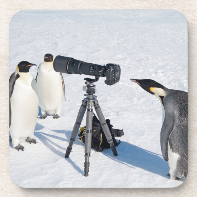 Pinguins de imperador com câmera - porta copos da (Frente)