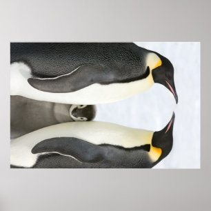 Pinguins de imperador com poster do pintinho