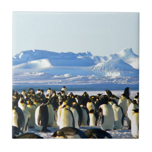 Pinguins-imperadores