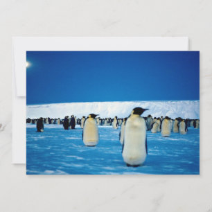 Pinguins imperadores à luz da lua, Antártica