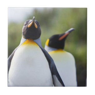 Pinguins-rei