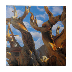 Pinheiro Bristlecone