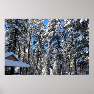 Pinheiros de neve, pinheiros e abetos, poster